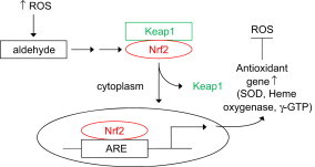 Fig. 15