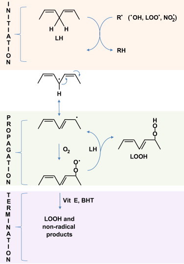 Fig. 14