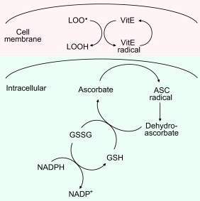 Fig. 13