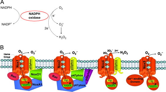 Fig. 10