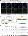 Fig. 2 |