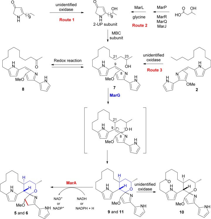 Scheme 2