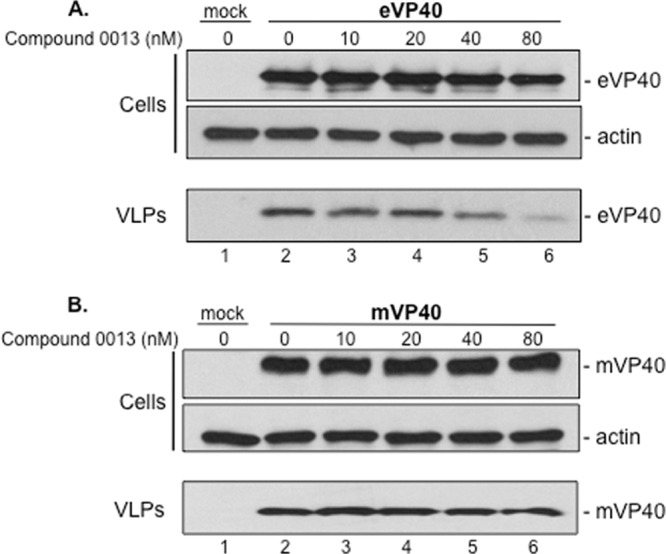 FIG 6