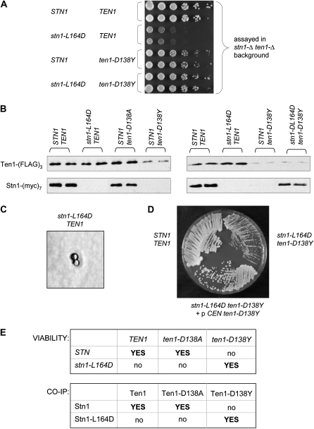 Figure 5.—