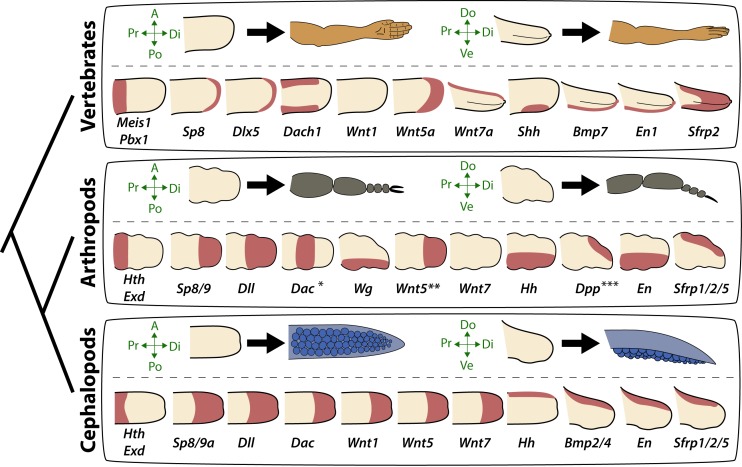 Figure 5.