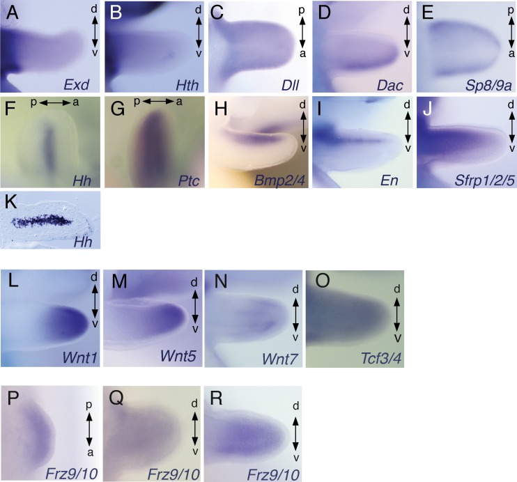 Figure 3—figure supplement 1.