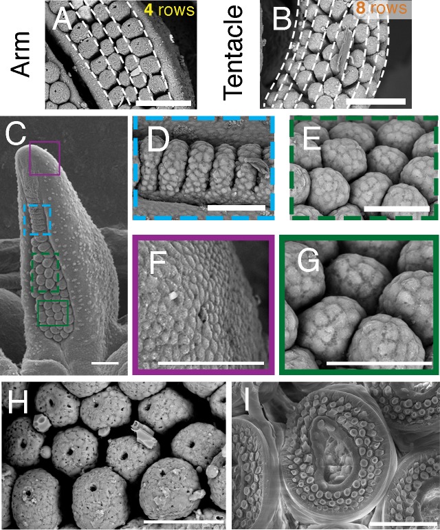 Figure 1—figure supplement 1.