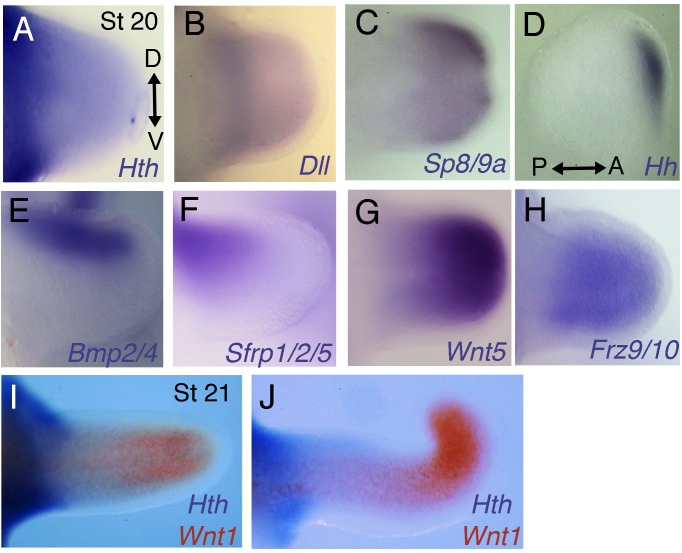 Figure 3—figure supplement 2.