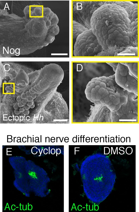 Figure 4—figure supplement 1.