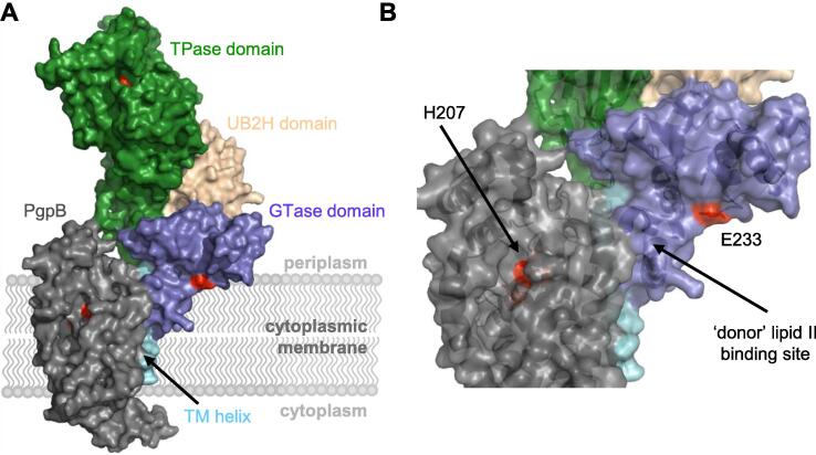 Fig. 8