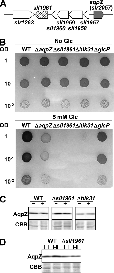 FIGURE 12.