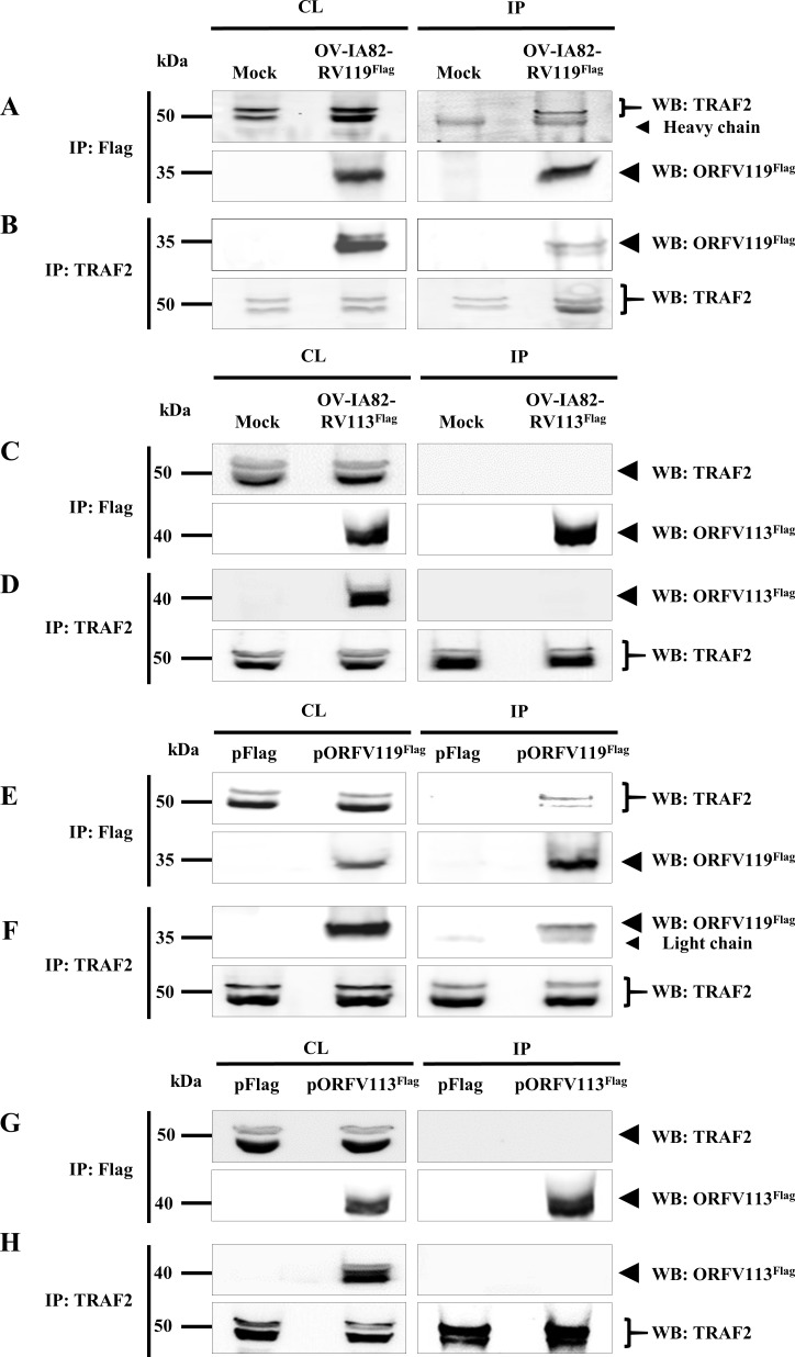 Fig 11