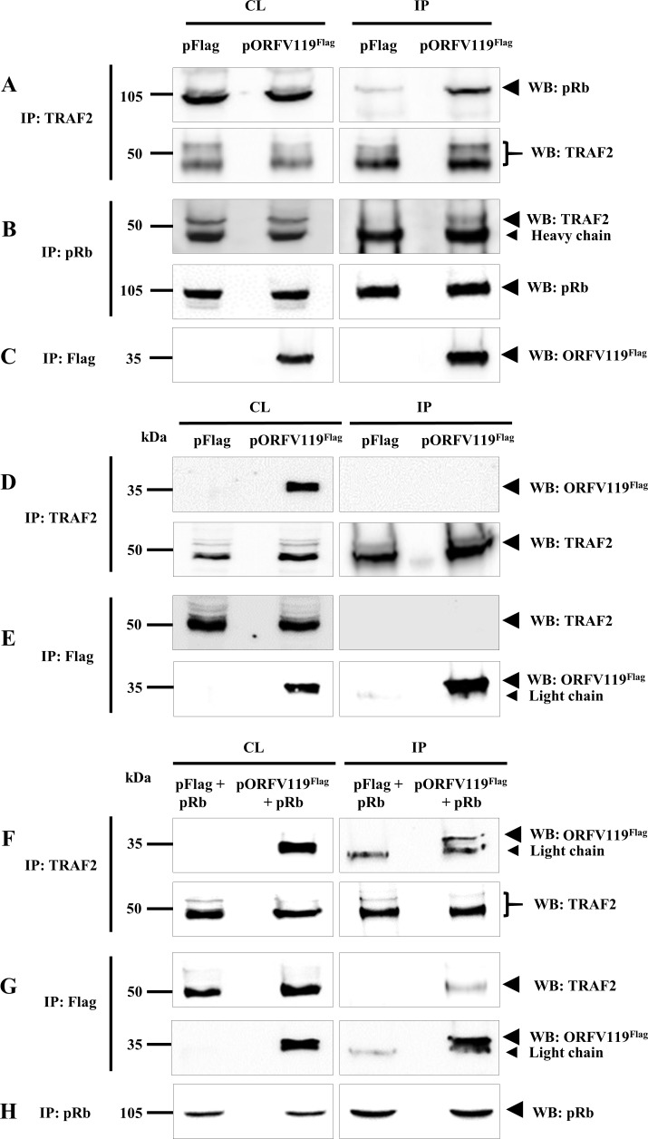 Fig 12