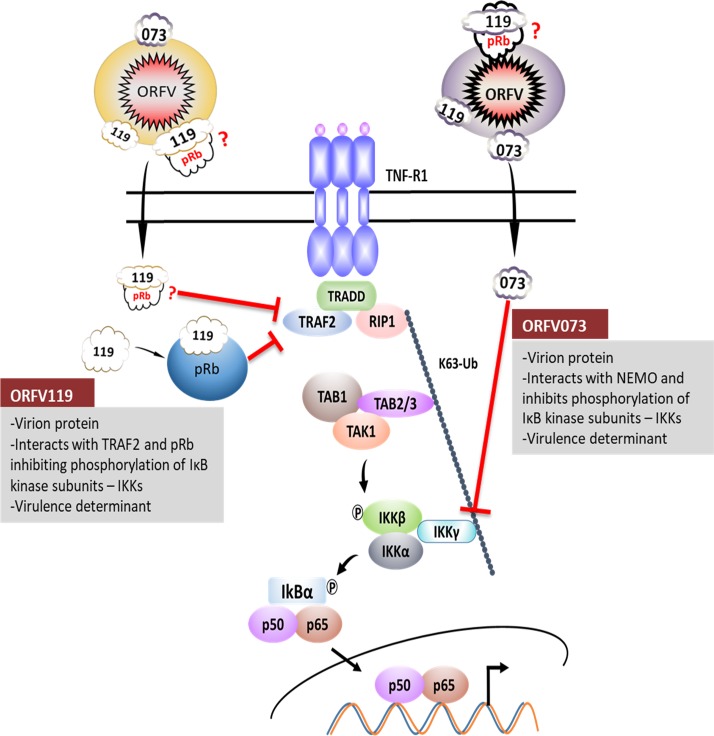 Fig 13