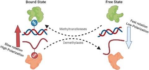 Graphical Abstract