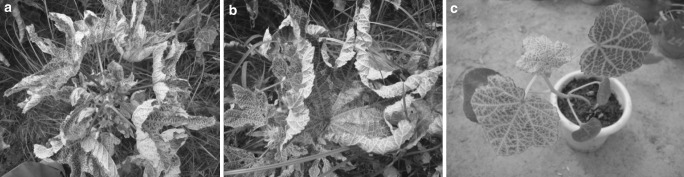 Fig. 1