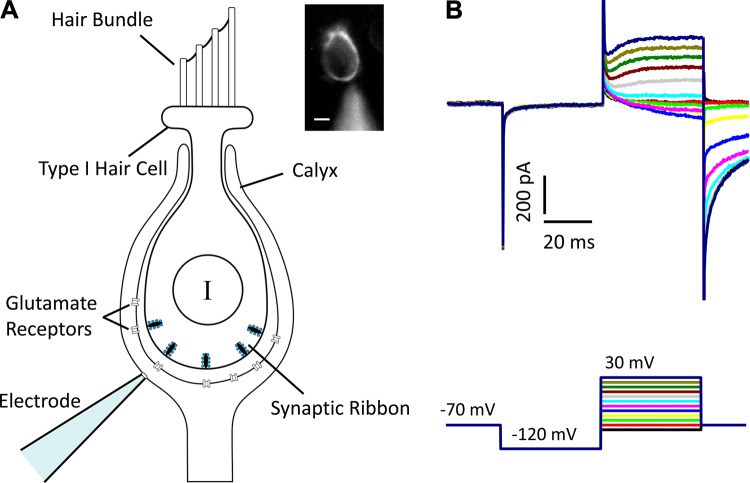 Fig. 1.