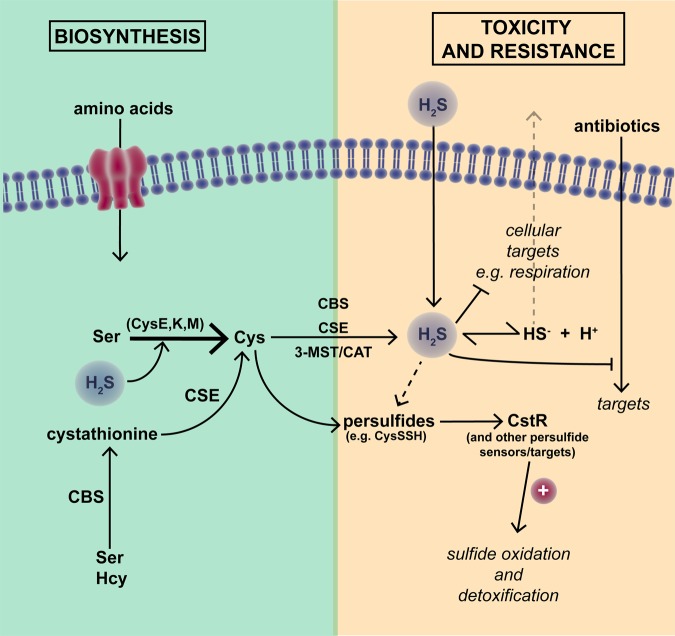 Figure 3.