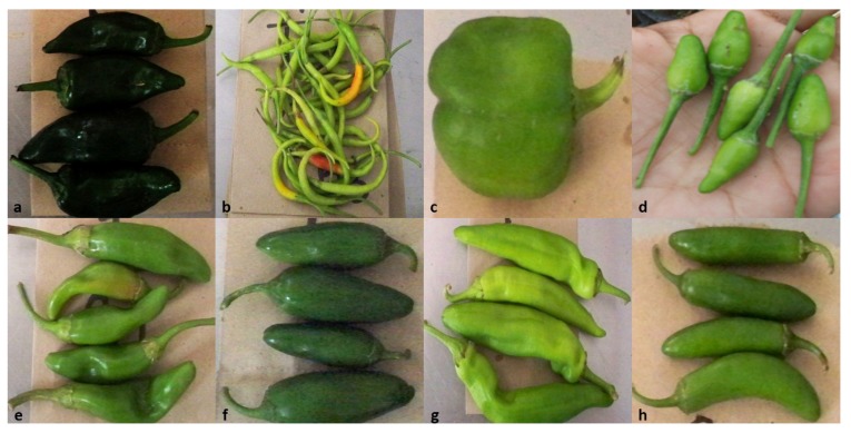 Characterization of Different Capsicum Varieties by Evaluation of Their ...