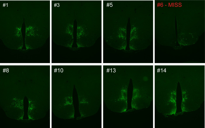 Figure 1—figure supplement 1.