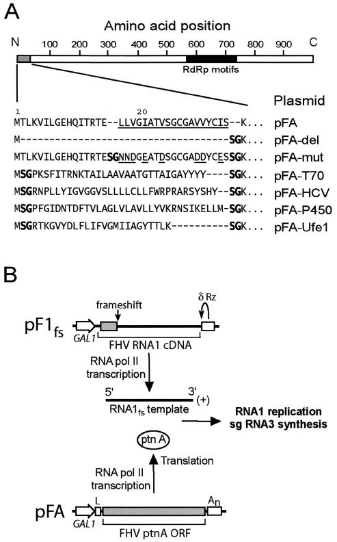 FIG. 1.