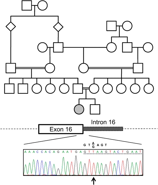 Fig. 1.