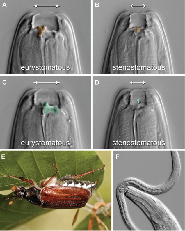 Polyphenism – A Window Into Gene-Environment Interactions and ...