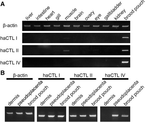 Fig. 8