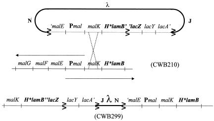 FIG. 1.