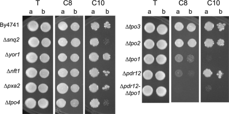 FIG. 5.