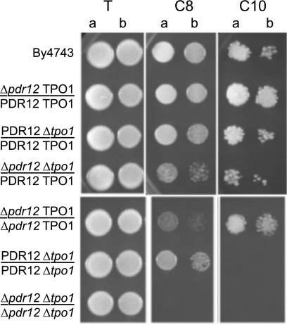 FIG. 6.