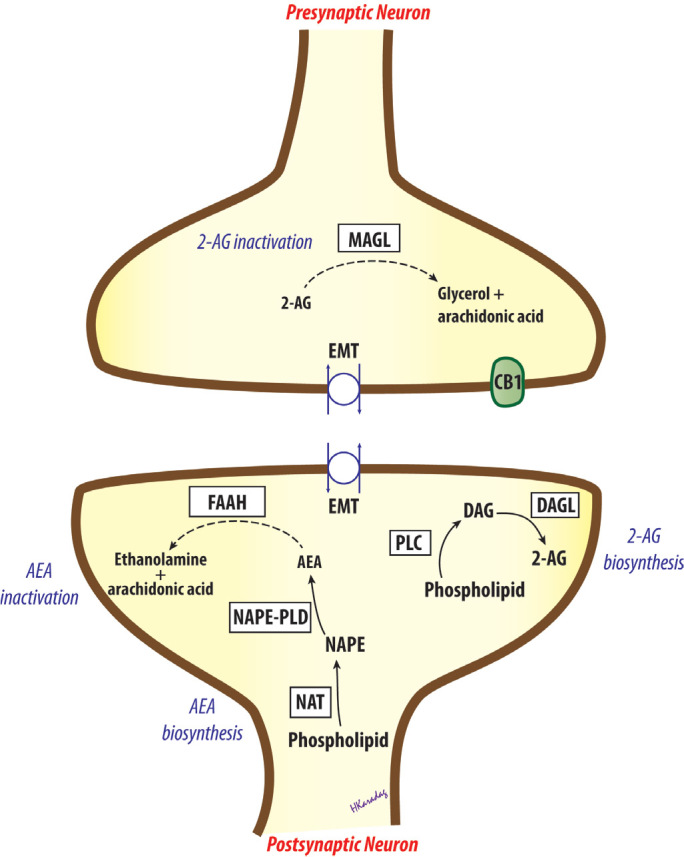 FIG. 2.