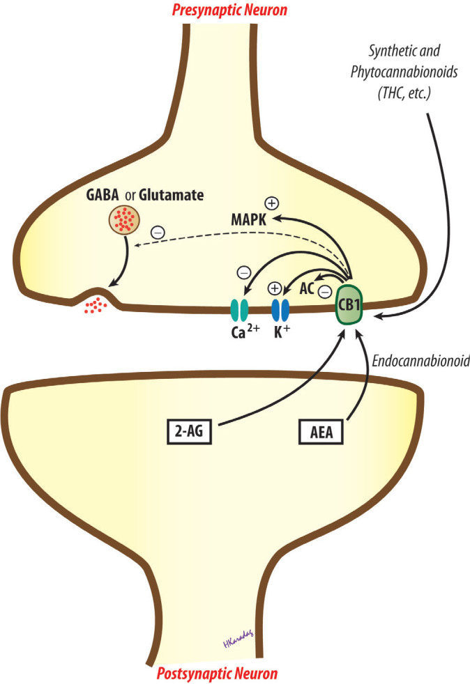 FIG. 1.