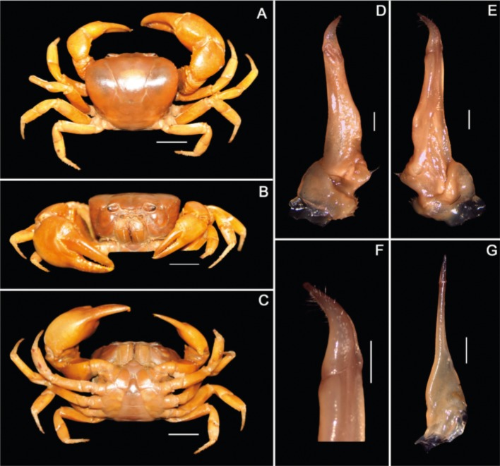 Fig. 2.