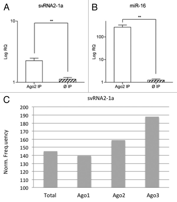 graphic file with name rna-10-1093-g4.jpg