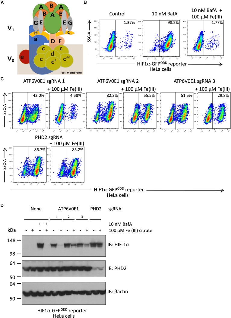 FIGURE 4