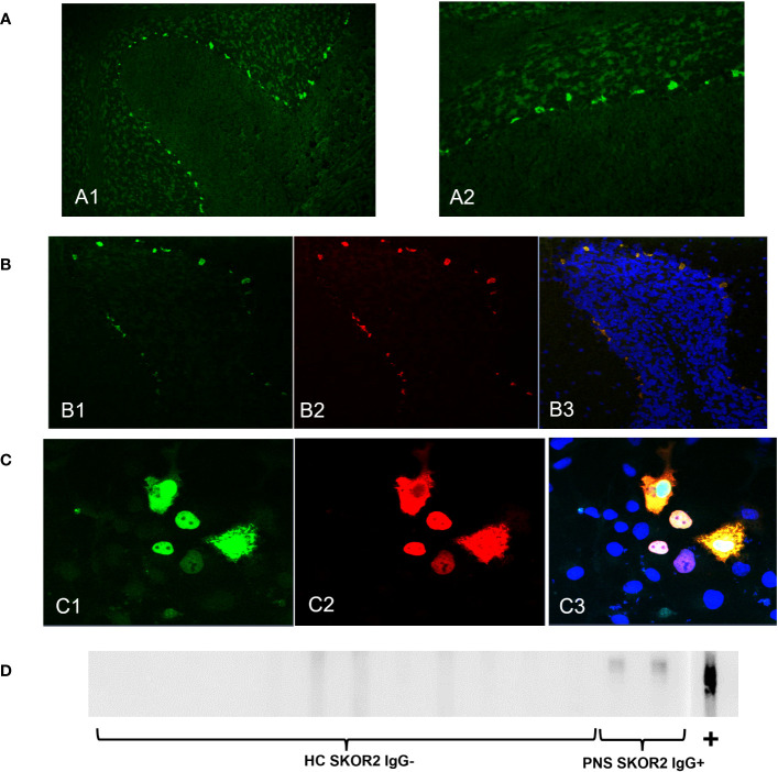 Figure 1