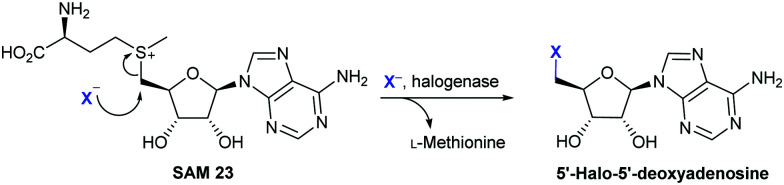 Scheme 4