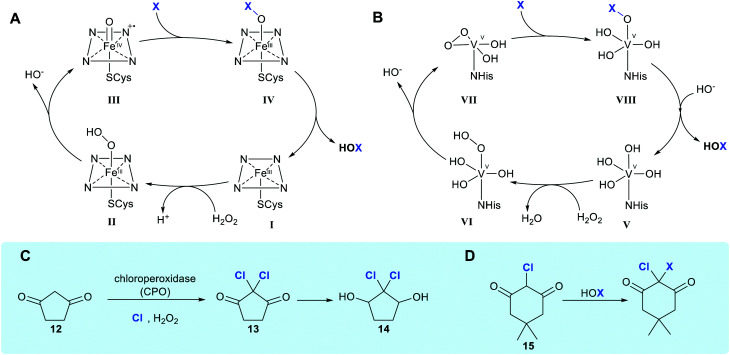 Scheme 1