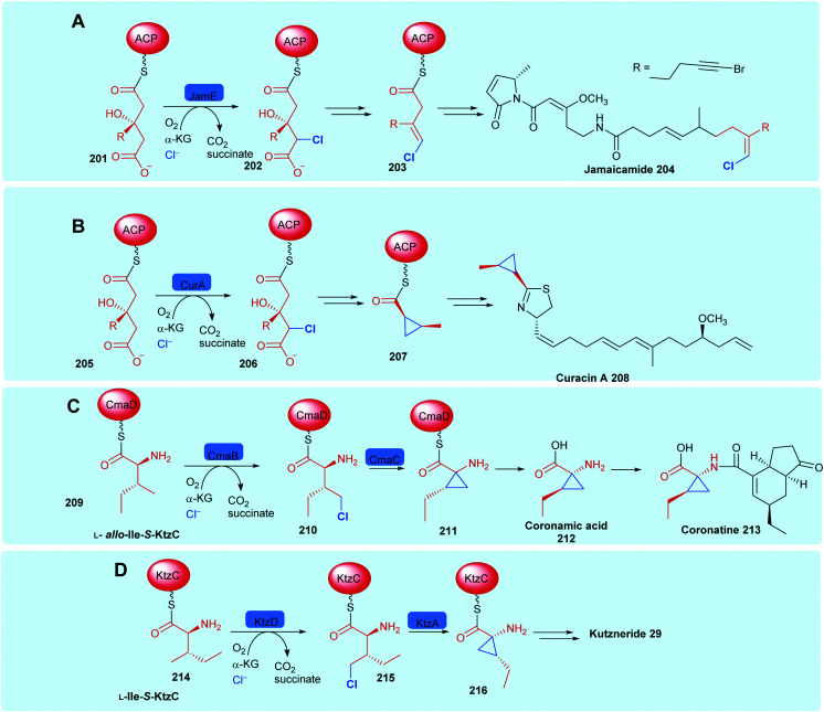 Scheme 8