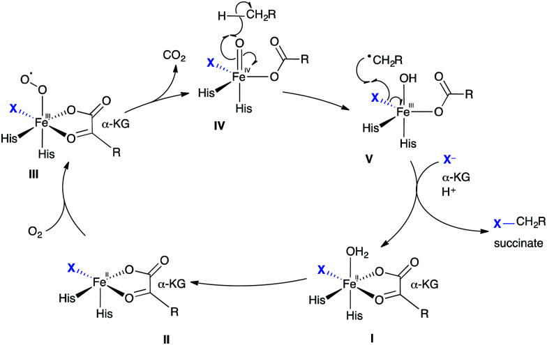 Scheme 3