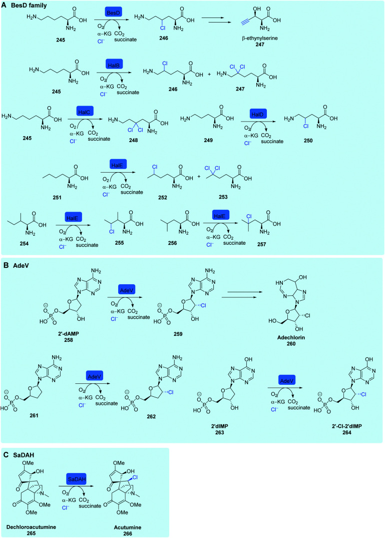 Scheme 10