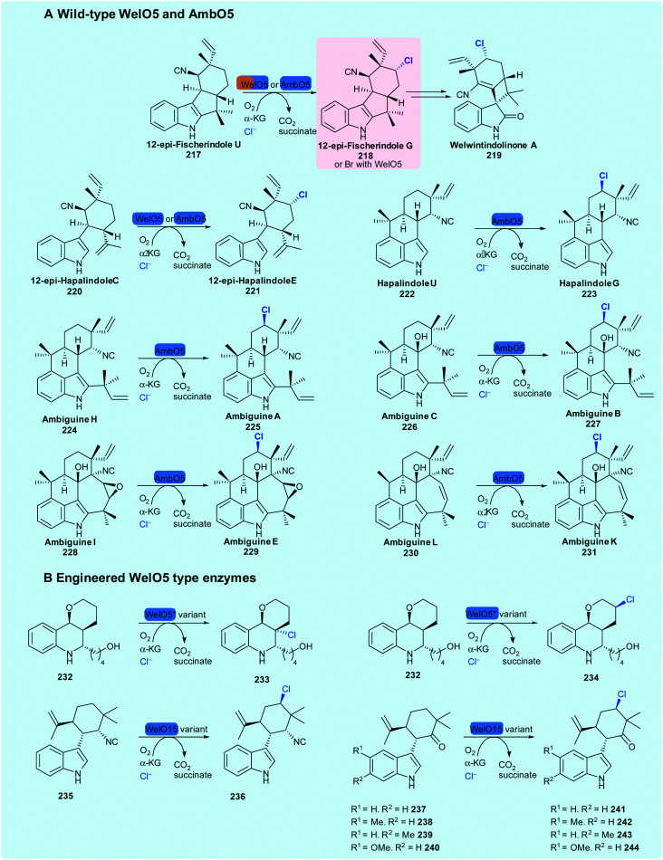 Scheme 9