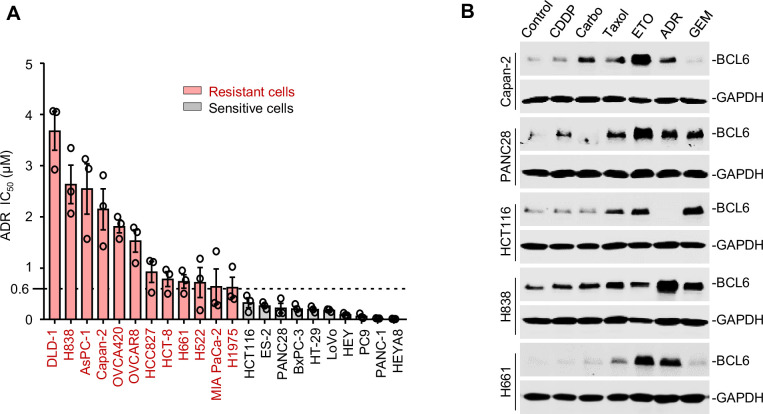 Figure 1—figure supplement 1.