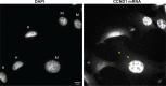 Figure 4—figure supplement 1.