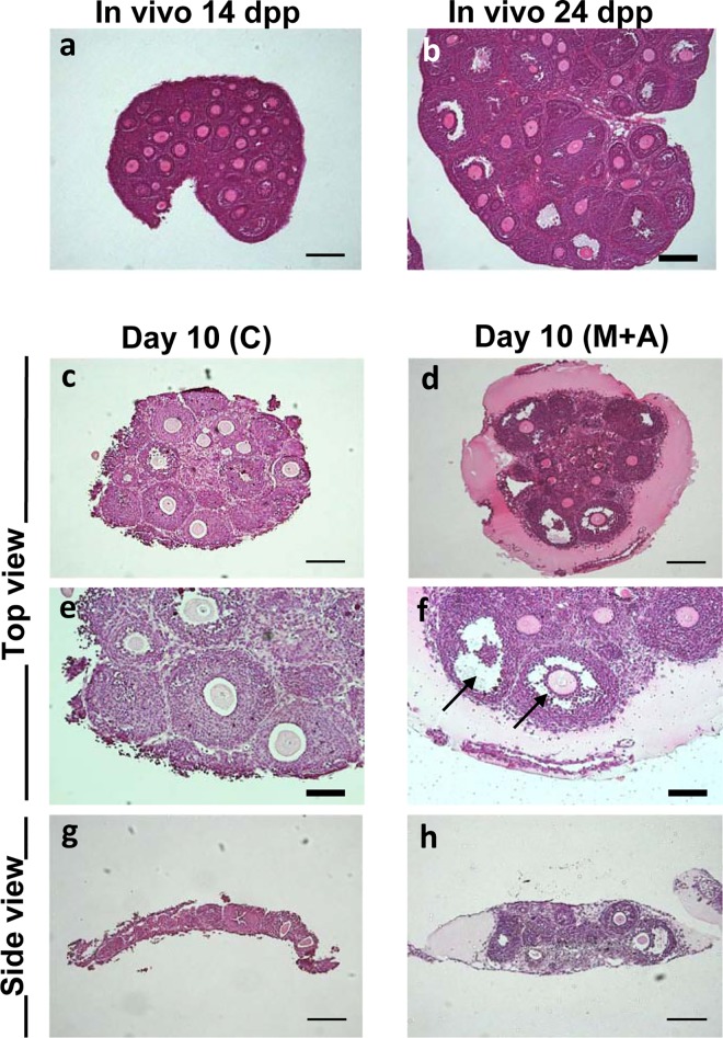 Fig 4