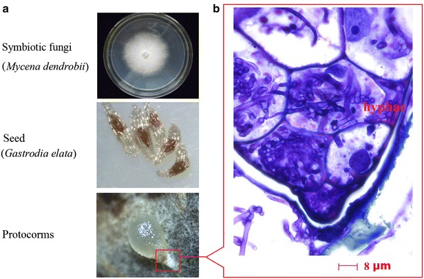 Fig. 1