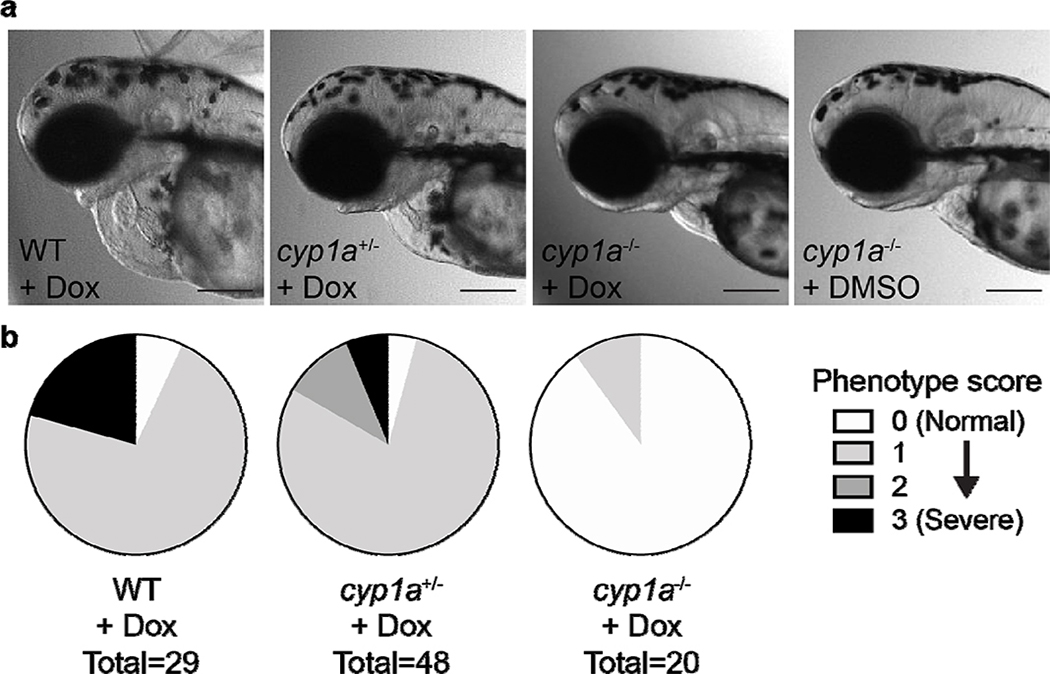 Cyp1 inhibition prevents doxorubicin-induced cardiomyopathy in a ...