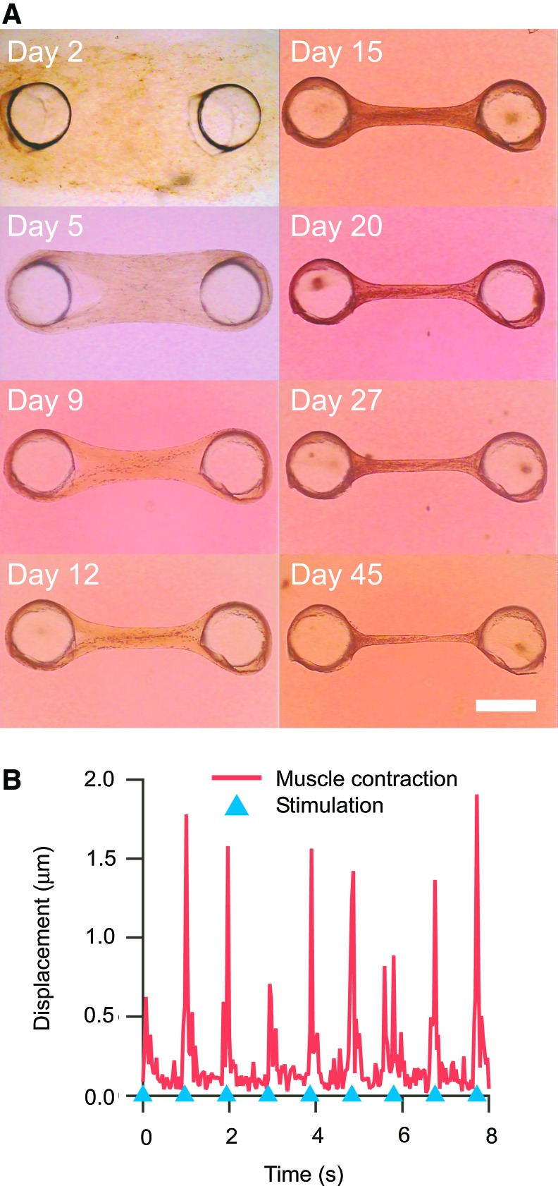 FIG. 2.