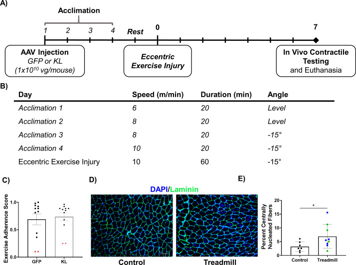 Figure 5—figure supplement 1.